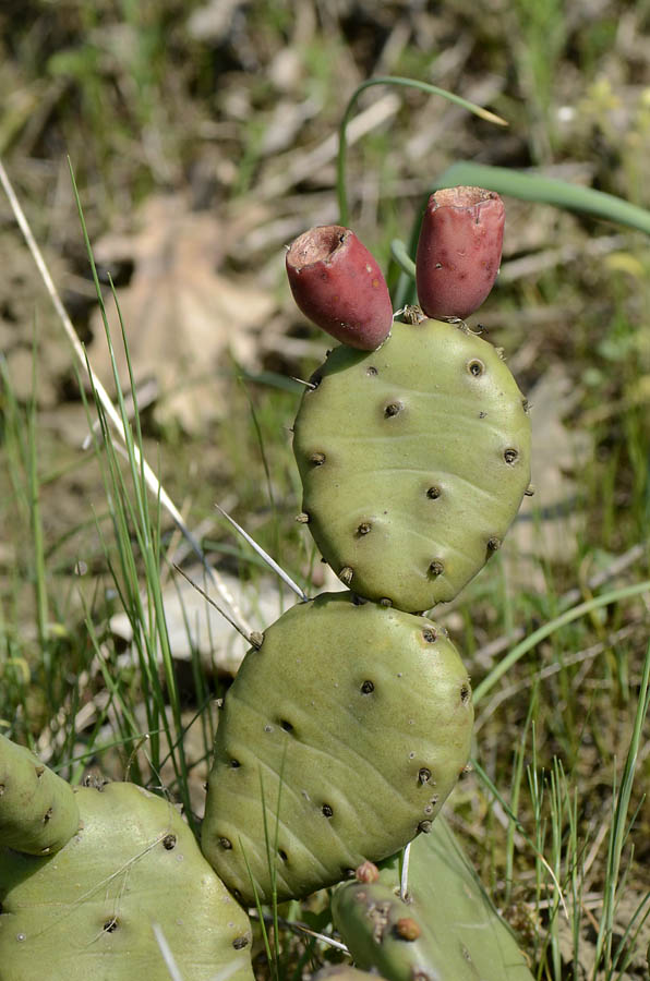 Opuntia humifusa / Fico d''India nano